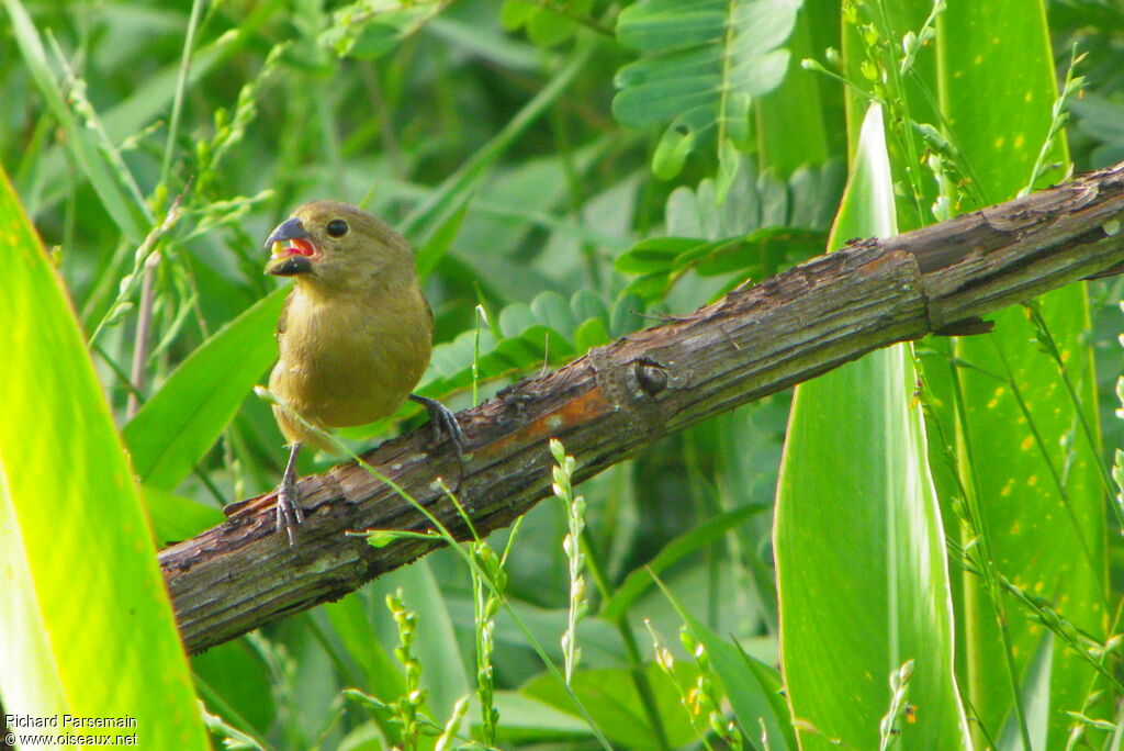 Wing-barred Seedeater female adult