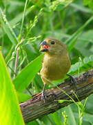 Wing-barred Seedeater