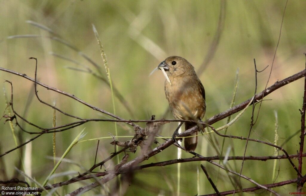 Wing-barred Seedeater female adult