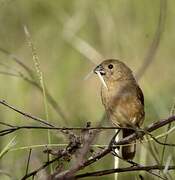 Wing-barred Seedeater