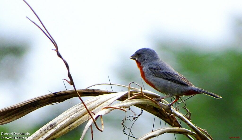 Chestnut-bellied Seedeater male adult, identification