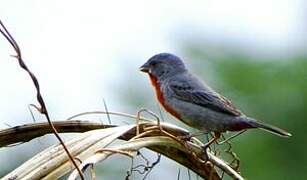 Chestnut-bellied Seedeater