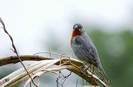 Chestnut-bellied Seedeater