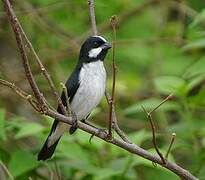 Lined Seedeater