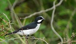 Lined Seedeater