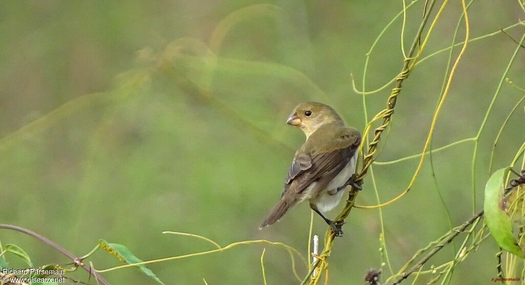 Lined Seedeater female