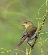 Lined Seedeater