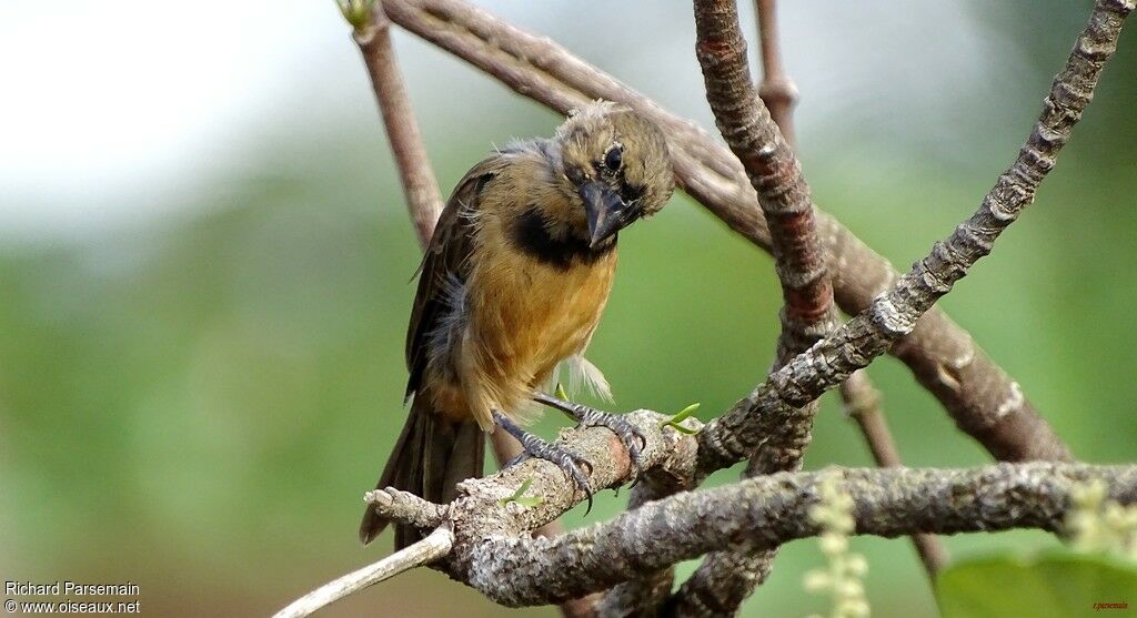 Chestnut-bellied Seed Finchadult, moulting