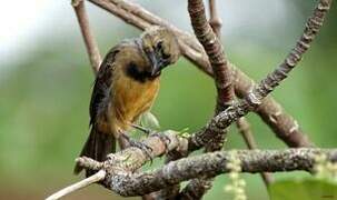 Chestnut-bellied Seed Finch