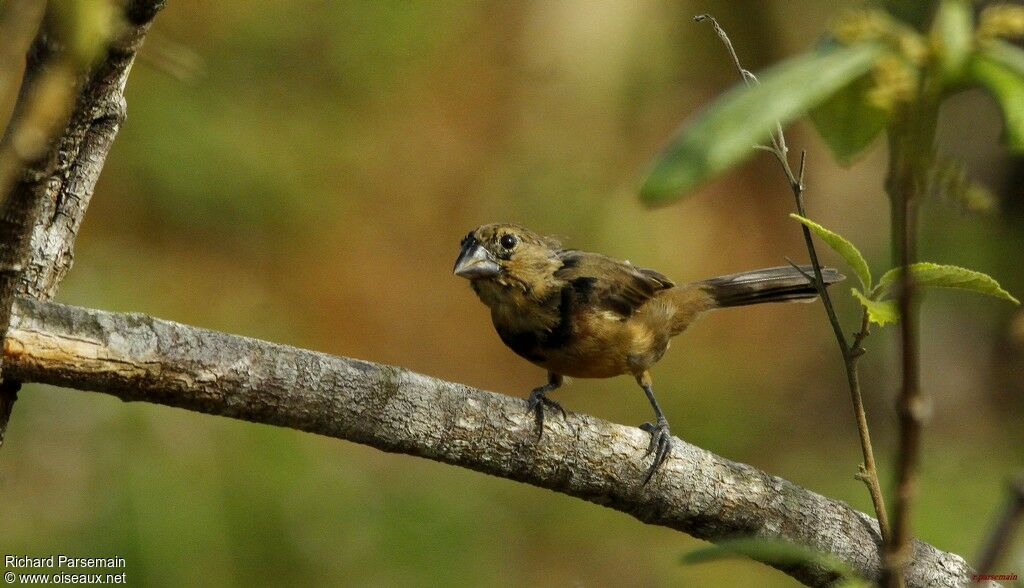 Chestnut-bellied Seed Finchadult, moulting