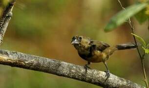 Chestnut-bellied Seed Finch