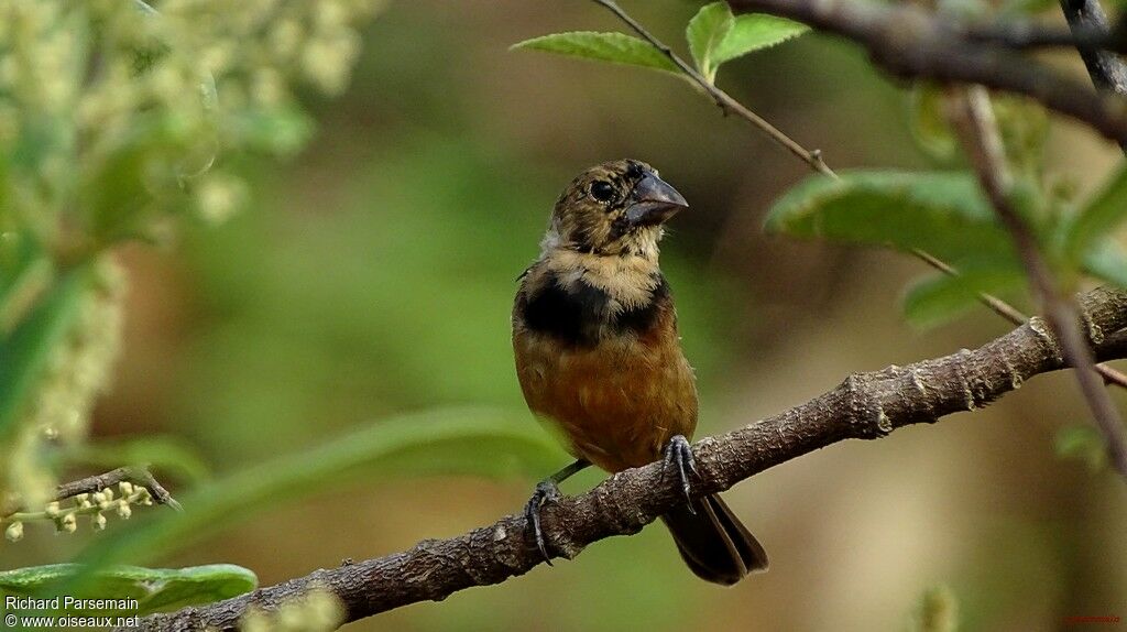 Chestnut-bellied Seed Finch