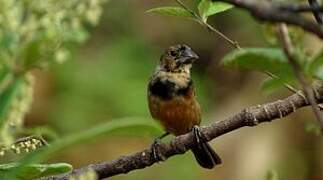 Chestnut-bellied Seed Finch