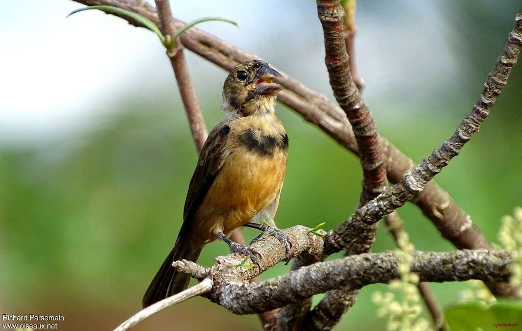 Chestnut-bellied Seed Finch male immature, moulting, pigmentation