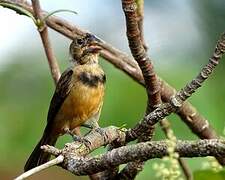 Chestnut-bellied Seed Finch