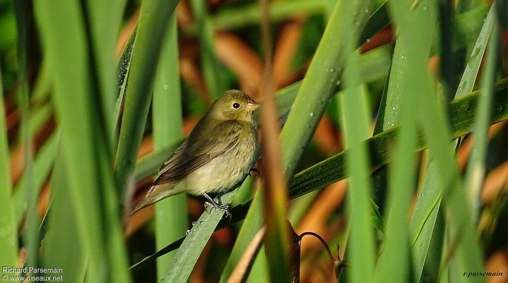 Lesson's Seedeater female adult