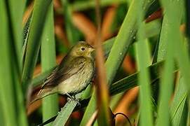 Lesson's Seedeater