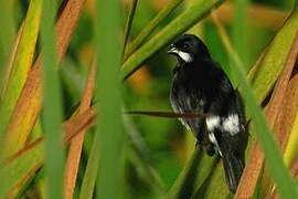 Lesson's Seedeater