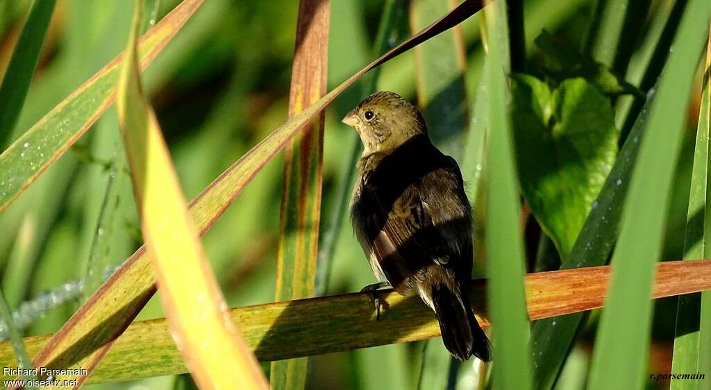 Lesson's Seedeater female adult, identification