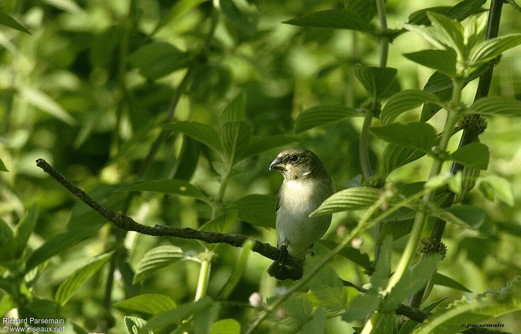 Sporophile gris-de-plomb mâle adulte