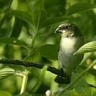Sporophile gris-de-plomb