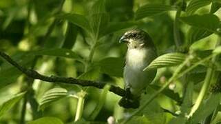 Plumbeous Seedeater