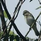 Sporophile gris-de-plomb