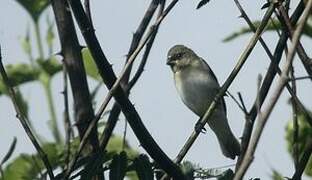 Plumbeous Seedeater