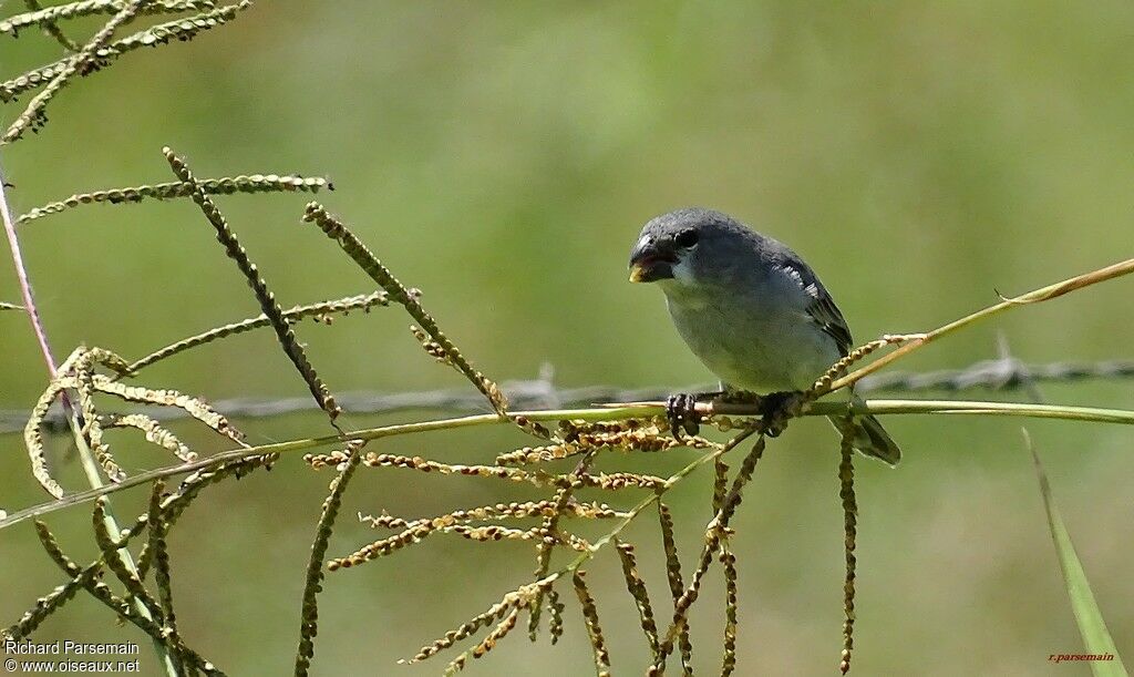 Sporophile gris-de-plombadulte