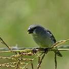 Sporophile gris-de-plomb
