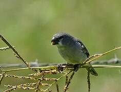 Plumbeous Seedeater