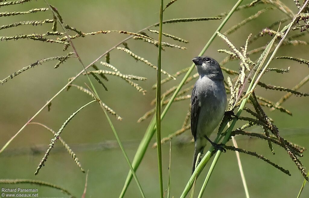 Sporophile gris-de-plombadulte, mange