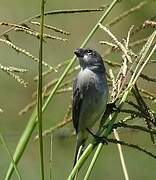 Plumbeous Seedeater