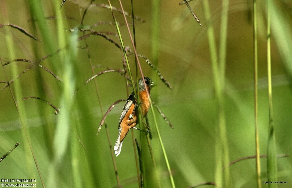 Ruddy-breasted Seedeateradult