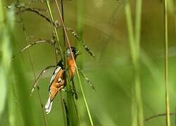 Ruddy-breasted Seedeater