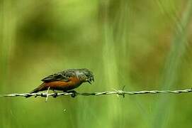 Ruddy-breasted Seedeater