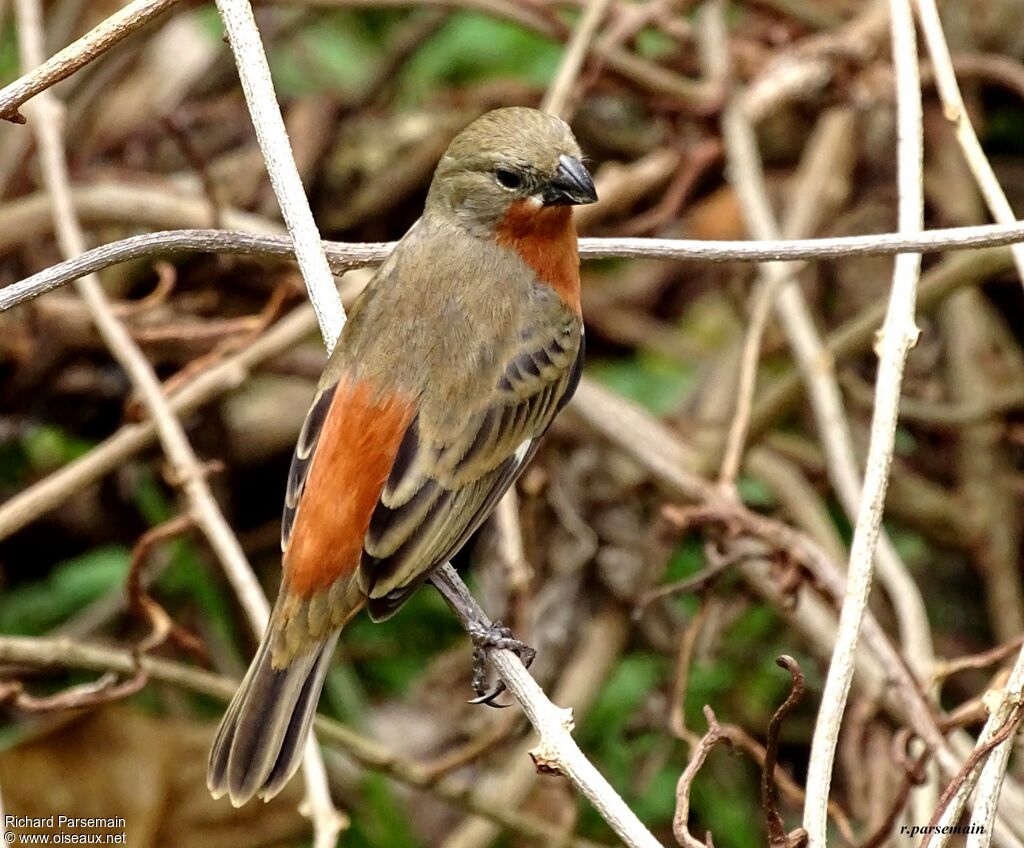 Ruddy-breasted Seedeater male adult