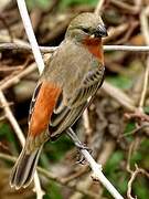 Ruddy-breasted Seedeater