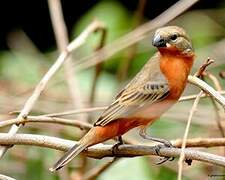 Ruddy-breasted Seedeater