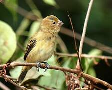 Ruddy-breasted Seedeater