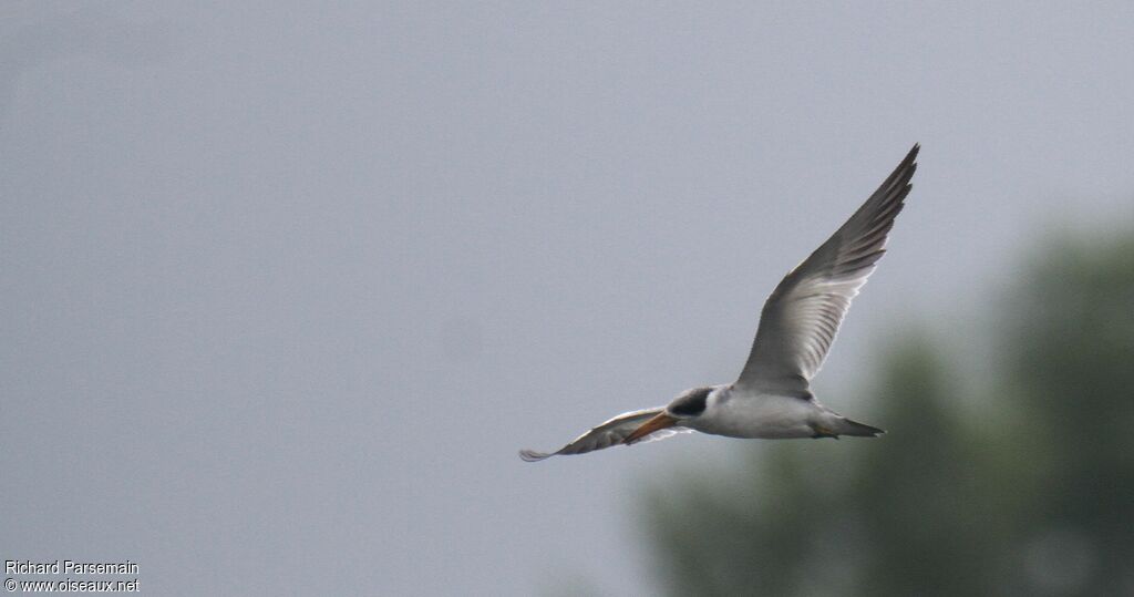 Large-billed Tern