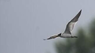 Large-billed Tern