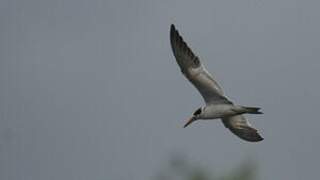 Large-billed Tern