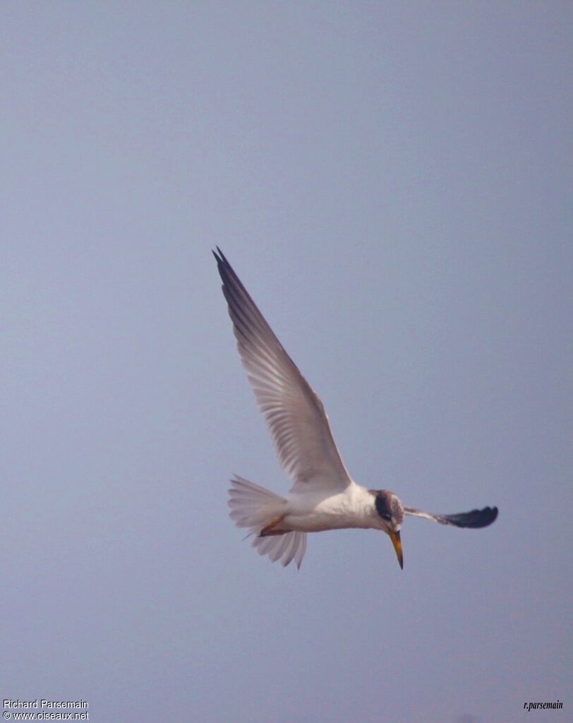 Yellow-billed Ternadult