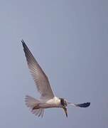 Yellow-billed Tern