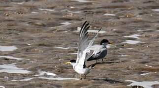 Yellow-billed Tern