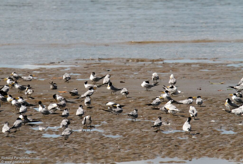 Yellow-billed Ternadult