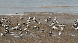 Yellow-billed Tern