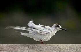 Common Tern