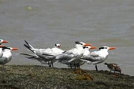 Royal Tern